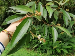 Miconia xalapensis