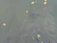 Cyprinus carpio