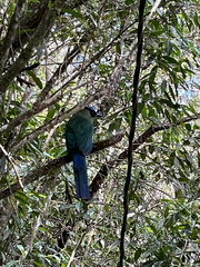 Momotus aequatorialis