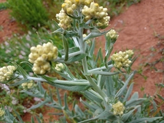 Pseudognaphalium stramineum