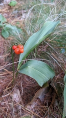 Convallaria majalis