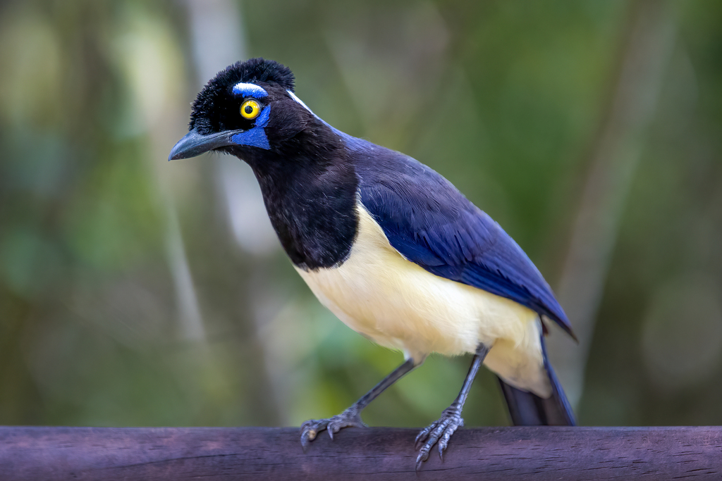 Plush-crested Jay photo