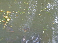 Cyprinus carpio