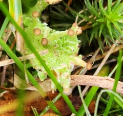 Cladonia gracilis