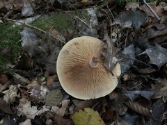 Polyporus tuberaster