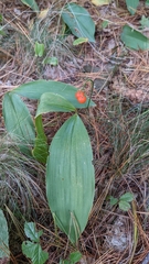 Convallaria majalis