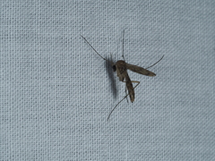 Keroplatidae