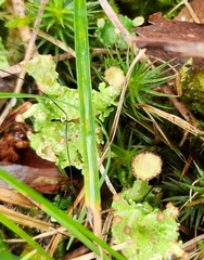 Cladonia gracilis
