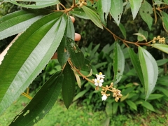 Miconia xalapensis