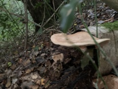 Polyporus tuberaster