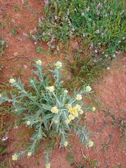 Pseudognaphalium stramineum