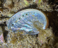 Haliotis tuberculata