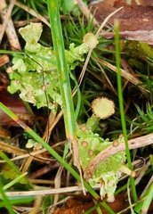 Cladonia gracilis