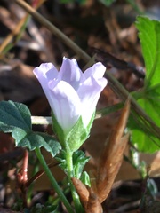 Malva pusilla