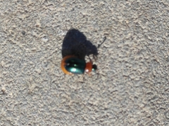 Gastrophysa polygoni