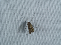 Keroplatidae