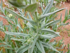 Pseudognaphalium stramineum