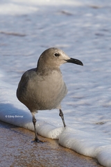 Leucophaeus modestus