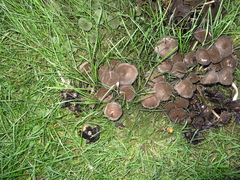 Psathyrella bipellis