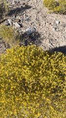 Gutierrezia sarothrae