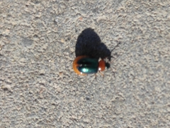 Gastrophysa polygoni