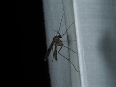 Keroplatidae