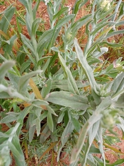 Pseudognaphalium stramineum