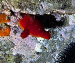 Halocynthia papillosa