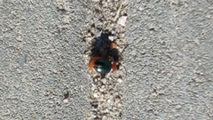 Gastrophysa polygoni