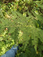 Athyrium