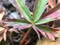 Potentilla glaucophylla