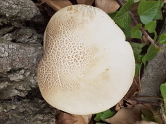 Neolentinus lepideus