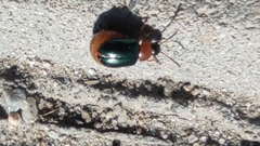 Gastrophysa polygoni