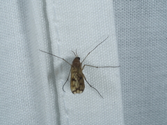 Keroplatidae