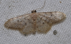 Idaea blaesii