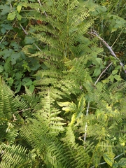Athyrium
