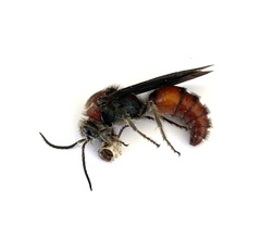 Timulla vagans