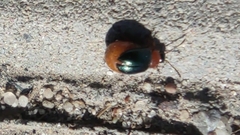 Gastrophysa polygoni