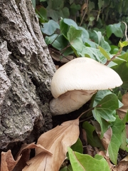 Neolentinus lepideus