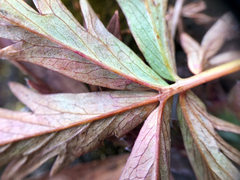 Potentilla glaucophylla