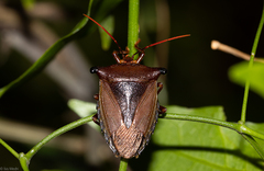 Heteroptera