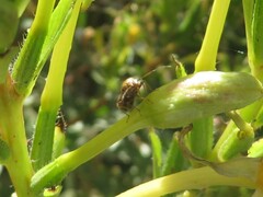 Deraeocoris flavilinea