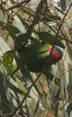 Glossopsitta concinna