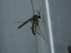 Keroplatidae
