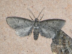 Glaucina erroraria