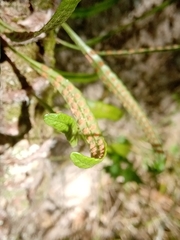 Microgramma mortoniana