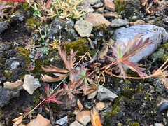 Potentilla glaucophylla