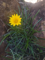 Gazania linearis linearis