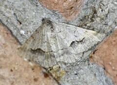 Frederickia s-signata