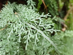 Hymenophyllum